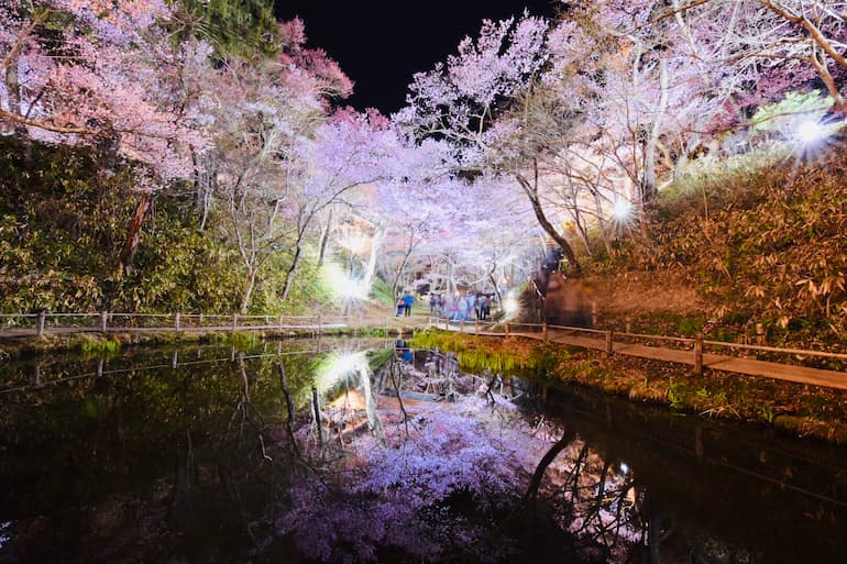 高遠公園の水鏡に映る夜桜