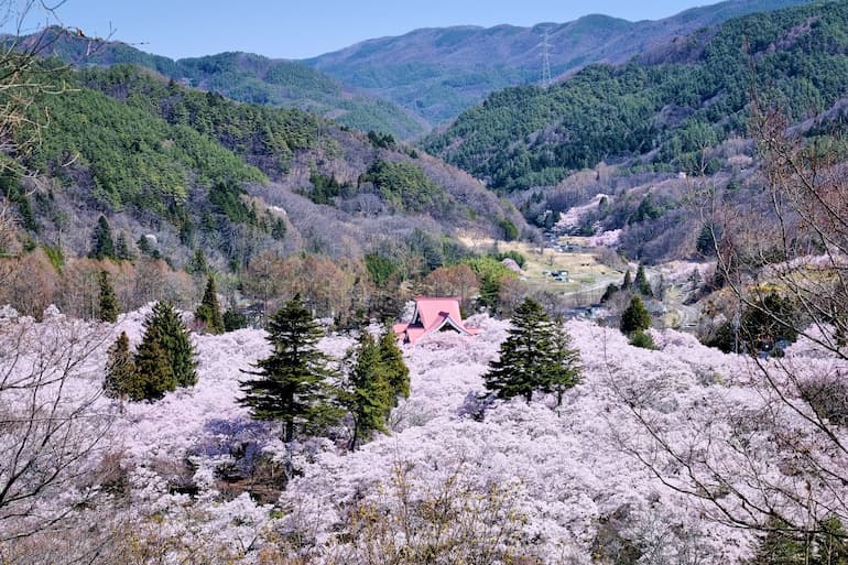 「白山観音」から見下ろす高遠城址公園と桜