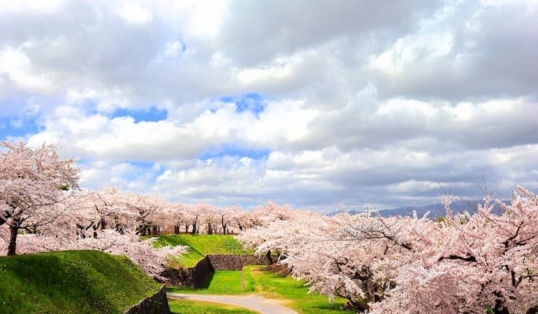 五稜郭公園：満開の桜