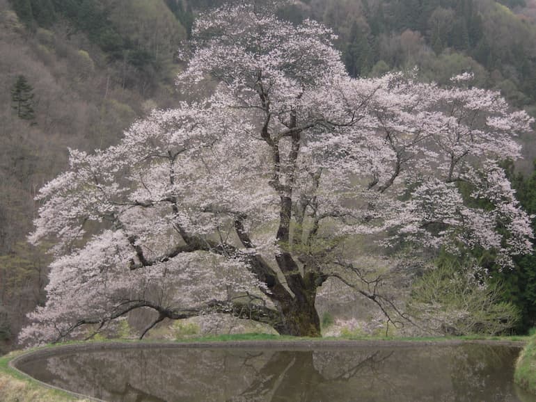 阿智村園原地区の駒つなぎの桜