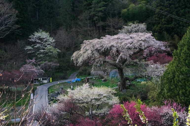 阿智村清内路地区の黒船桜