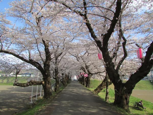北上展勝地 ソメイヨシノの桜並木