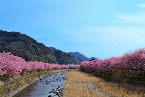 河津川沿いに咲く河津桜