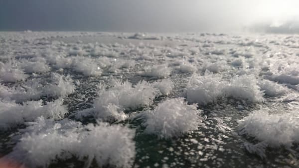 繊細な氷の結晶フロストフラワー