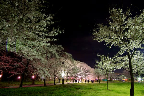 赤城南面千本桜 夜桜ライトアップ