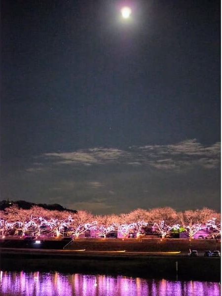 白石川堤一目千本桜 夜桜ライトアップ