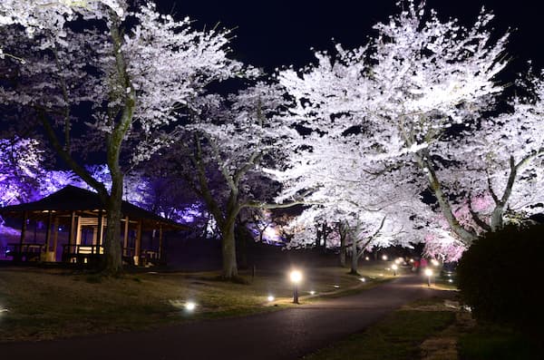 さくらの里 夜桜ライトアップ (1)