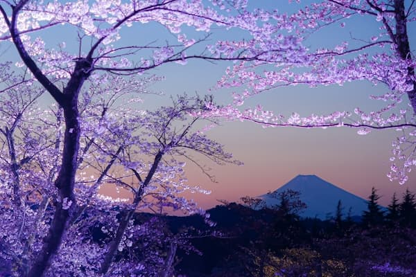 さくらの里 夜桜ライトアップと富士山