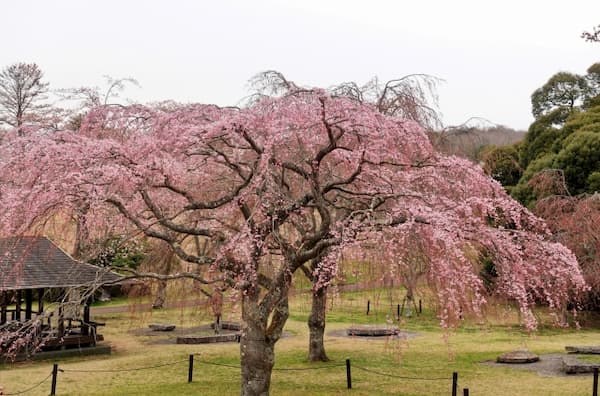 さくらの里 枝垂桜
