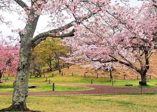さくらの里の桜景色