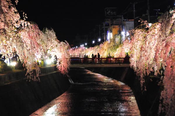 倉津川しだれ桜のライトアップ