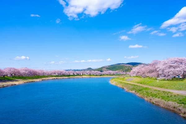 末広歩道橋からの眺望 両岸に咲く白石川堤一目千本桜