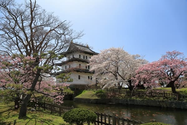 松前城と桜の共演