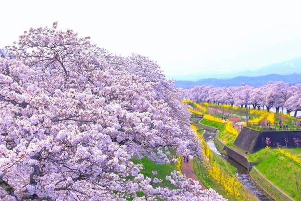 満開のソメイヨシノと白石川千桜公園