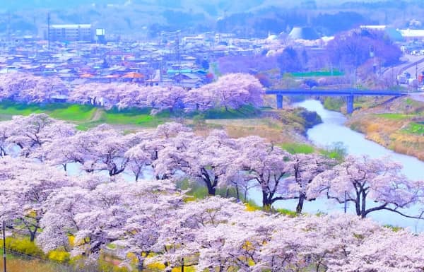 満開の白石川堤一目千本桜