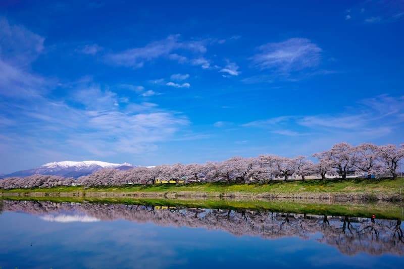 白石川堤一目千本桜と残雪の蔵王山