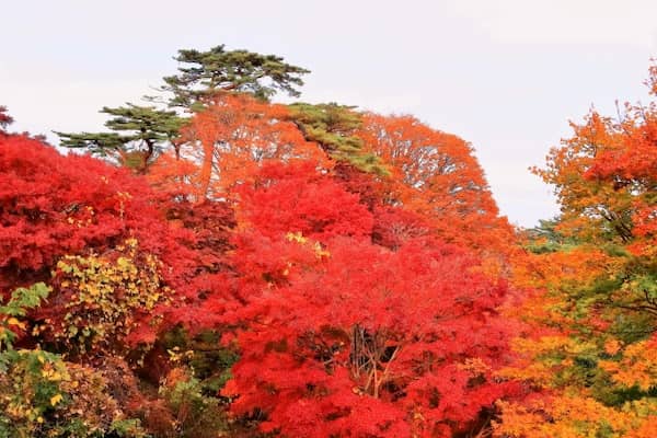 色鮮やかな西行戻しの松公園の紅葉