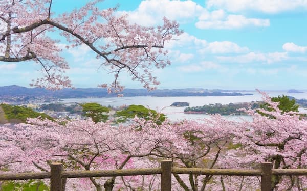西行戻しの松公園 展望台からの桜と松島湾の眺望