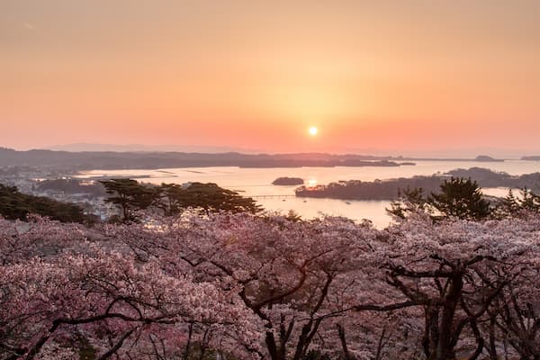 西行戻しの松公園 朝日と桜と松島湾を望む