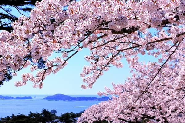 西行戻しの松公園 満開の桜