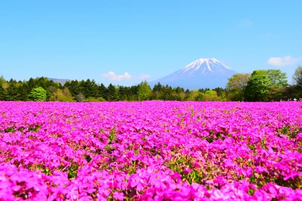富士芝桜まつり 満開の芝桜と富士山