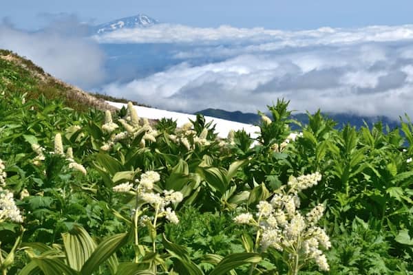 月山に咲くコバイケイソウと雲海越しの鳥海山