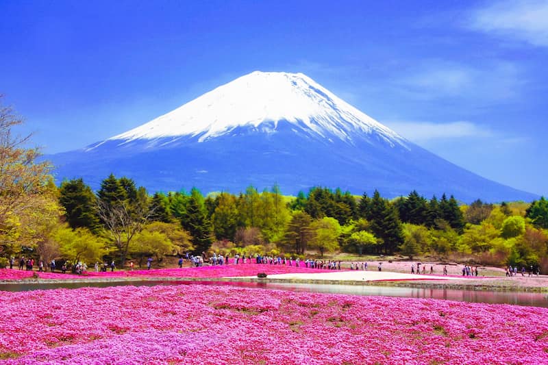 芝桜と富士山と新緑の風景