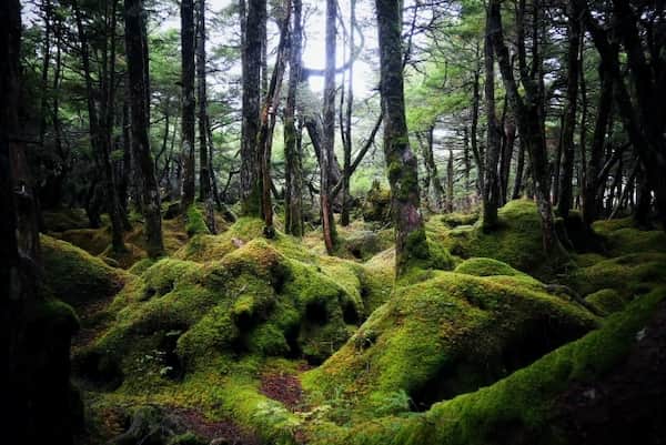 神秘的な「苔の森」